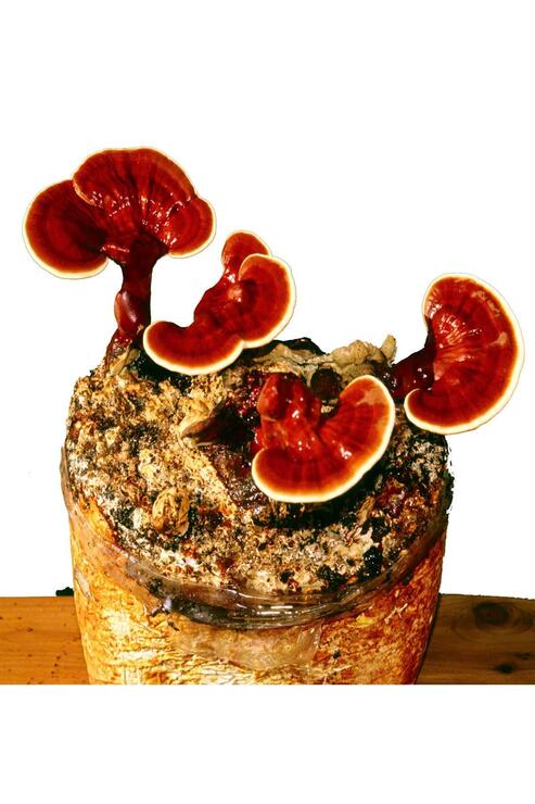 Organik Bitkim Reishi Mantarı Tozu (Ganoderma Lucidum) 1000 gr