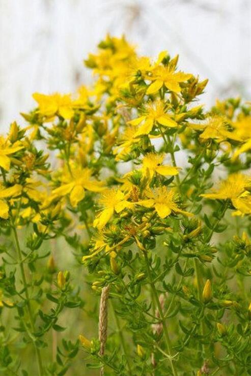 Organik Bitkim Sarı Kantaron Çiçeği - Binbirdelik Otu 250 gr