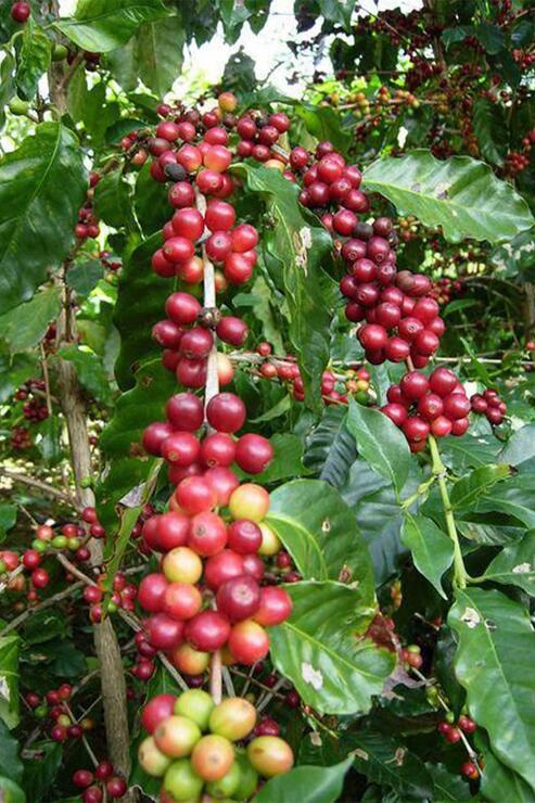 Organik Bitkim Yeşil Kahve Çekirdek Çiğ Tane 250 gr