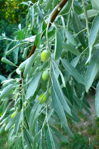 İstanbul Baharat Zeytin Yaprağı 4x40 gr