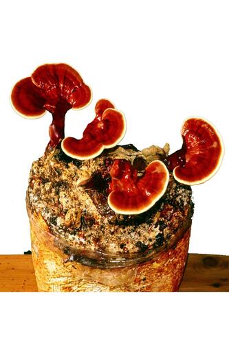 Organik Bitkim Reishi Mantarı Tozu (Ganoderma Lucidum) 250 gr